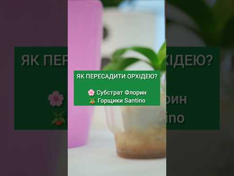 Пересадка орхідеї в домашніх умовах. Субстрат Флорин Орхідея. Горщики Santino з автополивом.