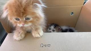生後64日の子猫がめちゃくちゃかわいすぎる！