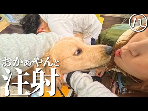 お注射は美味しいと思い込んでいる愛犬が可愛すぎましたww【ゴールデンレトリバー】【北海道】【大型犬パピー】
