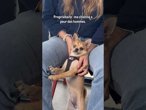 La peur des hommes #chien