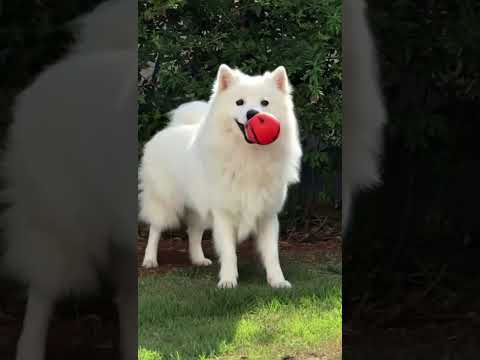 dog playing with boll #dogvideo #dog #dogsofinstagram #dogs #dogvideos #dogoftheday #doglover