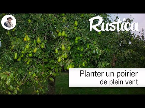 Comment bien planter un poirier de plein vent