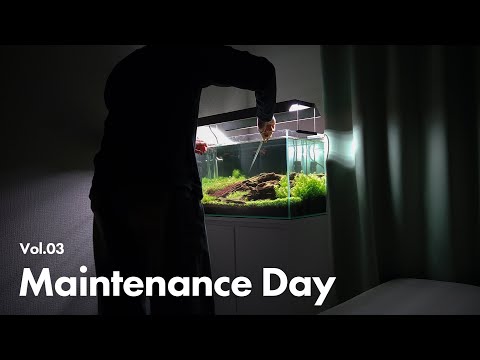 Living Alone Diaries in Japan | Aquarium Maintenance & Relaxing Silent Vlog