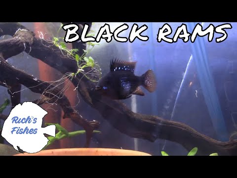 The I  FU*KED Up Fishroom Tour