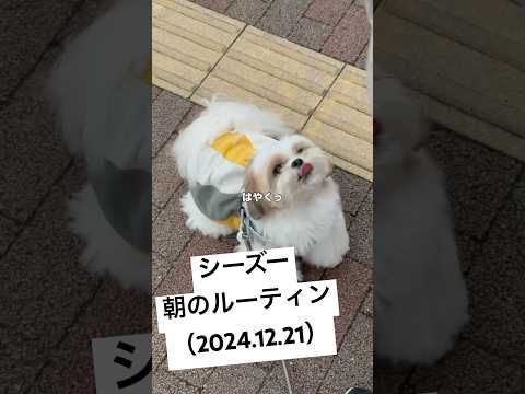 【シーズー】今日の朝んぽ / 待てない / お友達とのバトル / ウンチングなど（2024.12.21） #シーズー #shihtzu #shorts