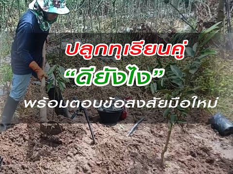 #ปลูกทุเรียนคู่ดียังไง-พร้อมตอ #ปลูกทุเรียนคู่ดียังไง-พร้อมตอ