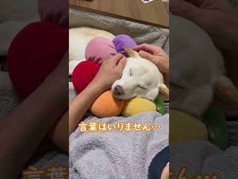 飼い主の抱っこの魔法！安心しきって眠る柴犬のほっこり！＃shorts