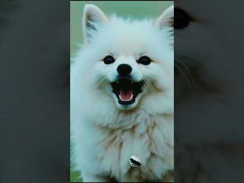 cute puppy 😍🐶🐕#doggielife#dog #dogsof #dogs #dogvideos #dogoftheday #doglover #doglife #puppy