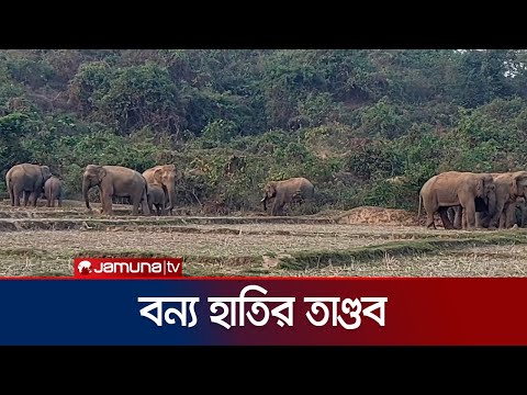 ধানক্ষেত পাহারা দেওয়াকালে হঠাৎ হাতির আক্রমণ, অতঃপর মৃত্যু | Sherpur Elephant Attack | Jamuna TV