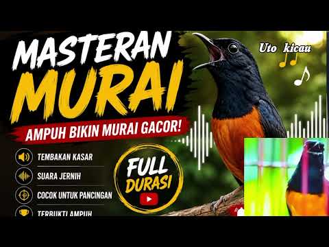 Masteran murai materi panjang