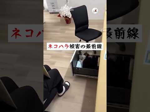 犬の動画サムネイル - 【ネコハラ】書類が取れません！｜PECO