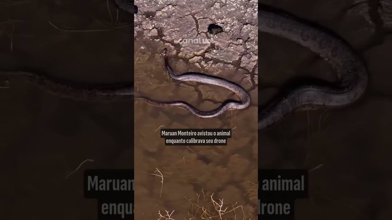 Sucuri gigante é flagrada em busca de água em Bonito no Mato Grosso do Sul veja vídeo