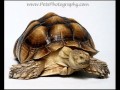 PetsPhotography