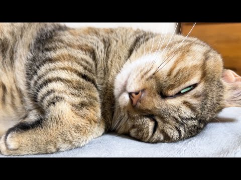 休憩中の飼い主の横で無防備すぎる猫たちに癒されました