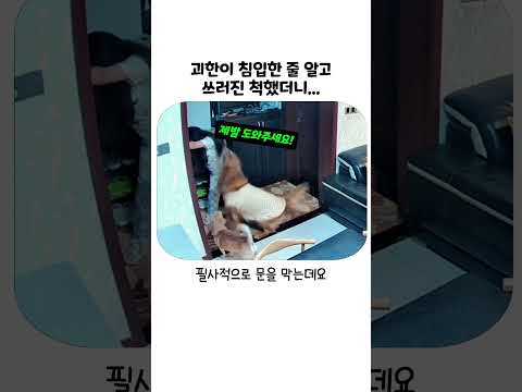 괴한이 <strong>문</strong> 따고 들어오는 척했을 때 강아지의 소름 돋는 반응