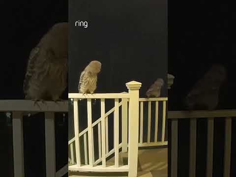 These owls were having a real hoot!