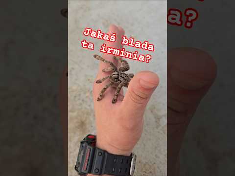 Ptasznik śnieżny Heteroscordra maculata #spider