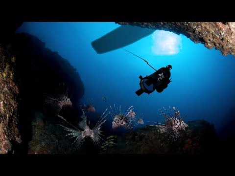 Invasive lionfish humanely stunned and caught by RSE Guardian LF1 robot