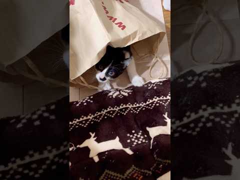 無印良品の紙袋が好きなにゃんこ😸💕#shots #好きな子猫 #モフ猫 #子ネコ #cat #癒し #元気になる動画 #かわいい 、