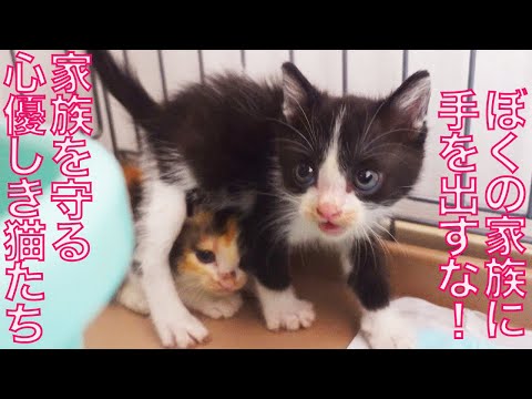 心優しき猫たち、身を挺して家族猫を守る The bonds of kind-hearted kitties
