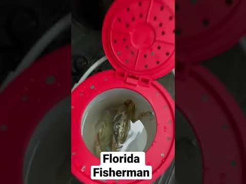 Florida Fisherman Weather