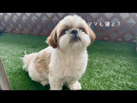 【シーズー】えーっと…なんですか？この可愛い生き物はwww【犬Vlog】