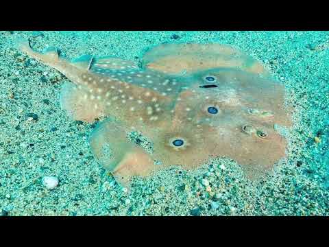 Il pesce scorpione fa... capolino anche a Marina di Gioiosa Ionica