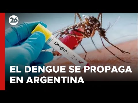 ARGENTINA - EN VIVO | Los casos de dengue marcaron un récord en febrero