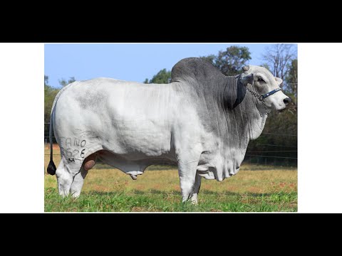 FEDERAL DA AGRONOVA - Nelore