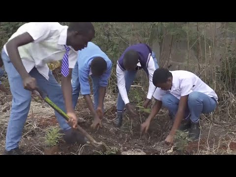 Children plant bamboo to combat dire air pollution from Kenya's biggest dumpsite