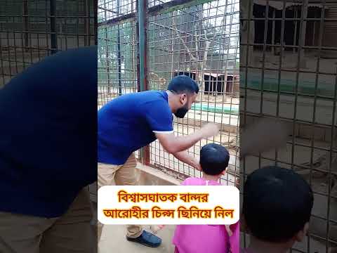 বানর পুরো চিপ্সের প্যাকেট টাই চুরি করল। #monkey #shorts #zoo @mparvej2025