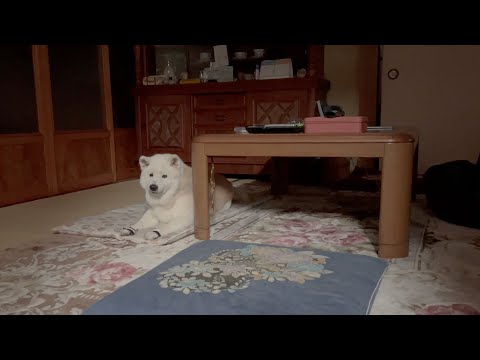 大好きな母がいなくなった日の柴犬の反応と癒やしの動画 サムネイル