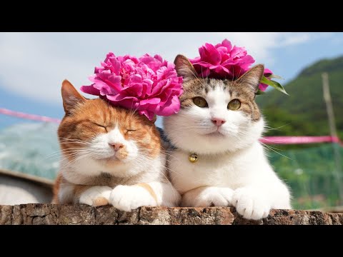 猫の動画サムネイル - 芍薬　のせ猫　250623