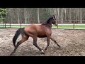 حصان الفروسية 3-jarige dressuurmerrie te koop