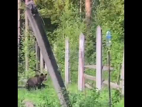 Медведь на огородах в Сыктывкаре