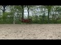 Show jumping horse Napoleon C Z jaarling (Notting Hill)