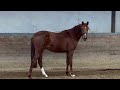 Cheval de dressage Beautiful 2yo mare by First Step Valentin