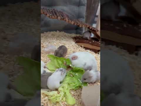 #hamster family eating salad #funnyanimalshort #cuteshorts #pets