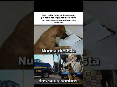 Esse cachorrinho sonhava em ser policial, então seu dono ajudou ele a realizar seu sonho