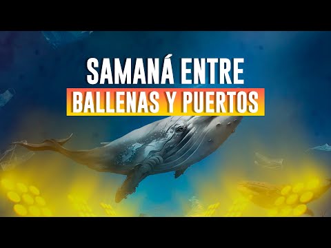 #TVN24Investiga - Samaná entre ballenas y puertos