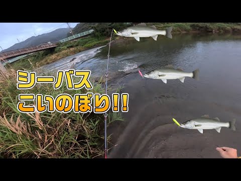 世界初？シーバスこいのぼり!!に挑戦