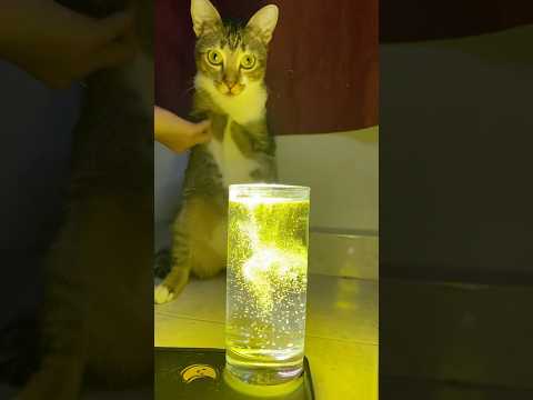 猫の動画サムネイル - Dino watch water magic #cat #cuteanimals #cute #dinocattutu