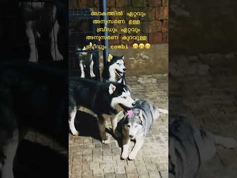 ലോകത്തിലെ കുരുത്തം കെട്ടവന്മാരും അനുസരണയുള്ളവരും ഒരുമിച്ച് 😍😁