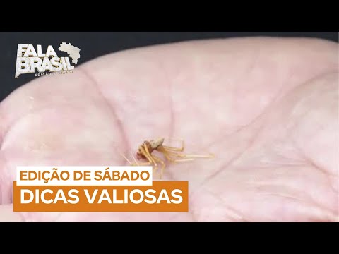 Veja como se prevenir de picadas de animais peçonhentos e o que fazer se for vítima delas