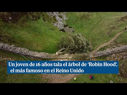 Un joven de 16 años tala el árbol de ‘Robin Hood’,  el más famoso en el Reino Unido