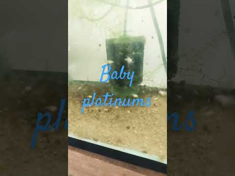 Baby Platinums 