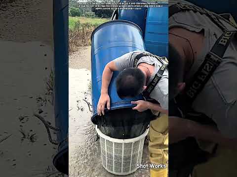 양식장 연못에 수천 마리의 치어를 안전하게 풀어주는 과정 #worker #process #fishfarming #aquaculture #fishrelease