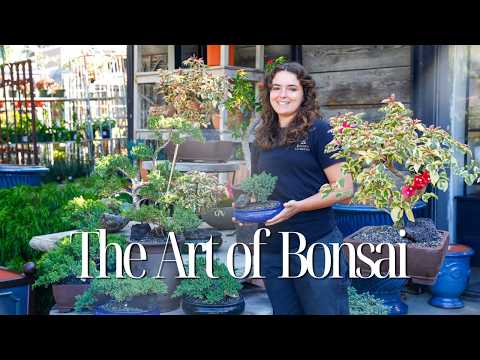 The Art of Bonsai: Everything You Need to Know About Growing Bonsai Trees