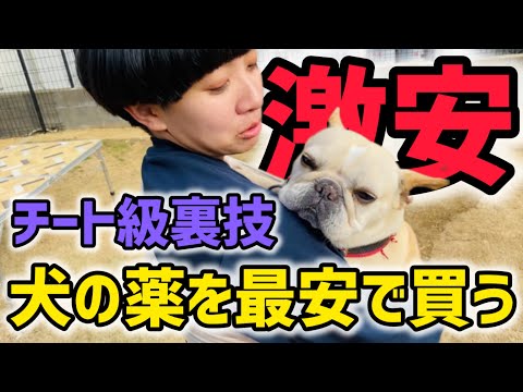 犬猫のノミダニフィラリア薬を最安激安で買う方法を教えます