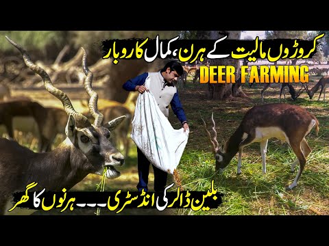 Amazing Deer Farming | Most Unique Business of Pak | Billion Dollars Industry | Made In Pakistan